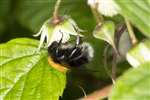Tree Bumblebee, Broomhill