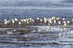 Flock of Herring Gulls and Black-headed Gulls loafing on mudflats, Kinneil