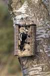 Greater Spotted Woodpecker, Loch Spynie