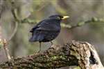 Blackbird, Loch Spynie