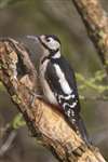 Great Spotted Woodpecker, Loch Spynie