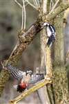 Great Spotted Woodpeckers, Loch Spynie