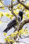 Hooded Crow, RSPB Inversnaid