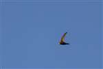 Feeding Swift in flight, Bicester, Oxfordshire