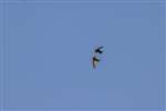 Swifts in flight, Bicester, Oxfordshire