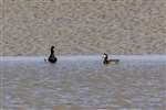 Scaup on the Solway Firth, Carsethorn