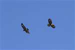 Buzzards over Overtoun Glen 