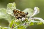 Chequered Skipper butterfly underside, Glasdrum