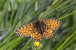 Small Pearl-bordered Fritillary butterfly, Glasdrum