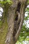 Nest hole of a Tawny Owl, RSPB Loch Lomond