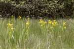 Yellow Flag Iris, RSPB Loch Lomond