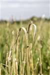 Reed Canary Grass, RSPB Loch Lomond