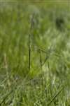 False Oat Grass, RSPB Loch Lomond