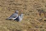 Feral Pigeons, River Add