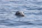 Grey Seal, Isle of May
