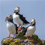 Puffins, Isle of May
