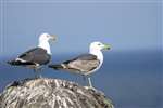 Lesser Black-backed Gulls, Isle of May