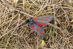 6-Spot Burnet Moth, Tomachrochar