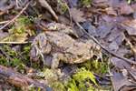 Common toad, Eskrigg 