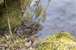 Common Toads, Eskrigg