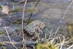 Common Toads, Eskrigg