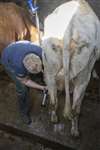 Milking Ayrshire cattle, Kittochside