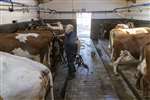 Milking Ayrshire cattle, Kittochside