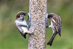 House Sparrows on a feeder at WWT Caerlaverock