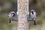 Tree Sparrows at Caerlaverock