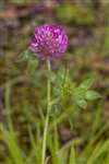 Red Clover, Hamiltonhill Claypits