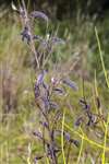 Broom seed pods, Hamiltonhill Claypits