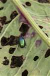 Green dock beetle, Cochno