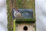 Tree Sparrow Nest Box, Caerlaverock