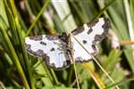 Clouded Border moth, Glasdrum