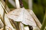 Brown Silver-line moth, Glasdrum