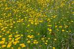 Wildflower meadow, Nethybridge