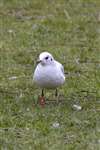 Colour-ringed Black-headed Gull, Linlithgow Loch