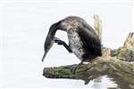 Juvenile Cormorant preening, Linlithgow Loch