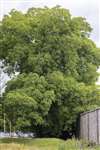 Walnut tree, Inverness