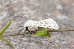 White Ermine moth, Dundreggan