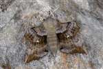 Poplar Hawk Moth, Dundreggan