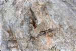 Poplar Hawk Moth, Dundreggan