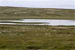 Moorland with bog cotton, Loch na Muilne, Arnol, Lewis