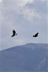 Golden Eagle pair flying against Lewis mountains