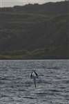 Gannet diving sequence 1