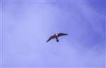 Adult Peregrine Falcon in flight at the Falls of Clyde SWT Reserve