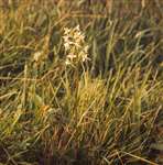 Greater Butterfly Orchid, Lochgair, Argyllshire