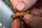 Smooth newt, Lissotriton vulgaris at Robroyston Park local nature reserve