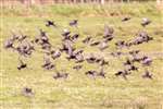 Common Starling flock, RSPB Campfield Marsh