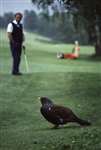 84-0703 CEP Capercaillie on golf course 10 June 1984